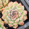 [PACK of 10 PLANTS] x Echeveria 'Peach Queen'
