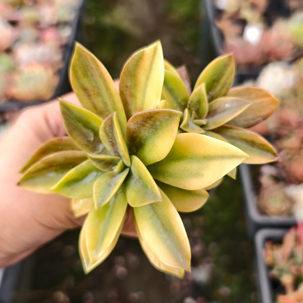 Graptoveria 'Fred Ives Variegata'
