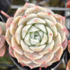 [PACK of 10 PLANTS] x Echeveria 'Pure Love'