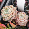 [PACK of 10 PLANTS] x Echeveria 'Pure Love'