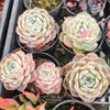 [PACK of 10 PLANTS] x Echeveria 'Pure Love'