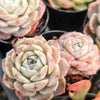 [PACK of 10 PLANTS] x Echeveria 'Pure Love'