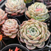 [PACK of 10 PLANTS] x Echeveria 'Pure Love'