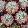 [PACK of 10 PLANTS] x Echeveria elegans x Violet queen