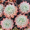 [PACK of 10 PLANTS] x Echeveria elegans x Violet queen