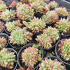 [PACK of 10 PLANTS] x Echeveria 'Ratam' CREST