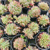 [PACK of 10 PLANTS] x Echeveria 'Ratam' CREST