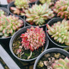 [PACK of 10 PLANTS] x Echeveria 'Ratam' CREST