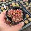 [PACK of 10 PLANTS] x Echeveria 'Ratam' CREST