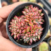 [PACK of 10 PLANTS] x Echeveria 'Ratam' CREST