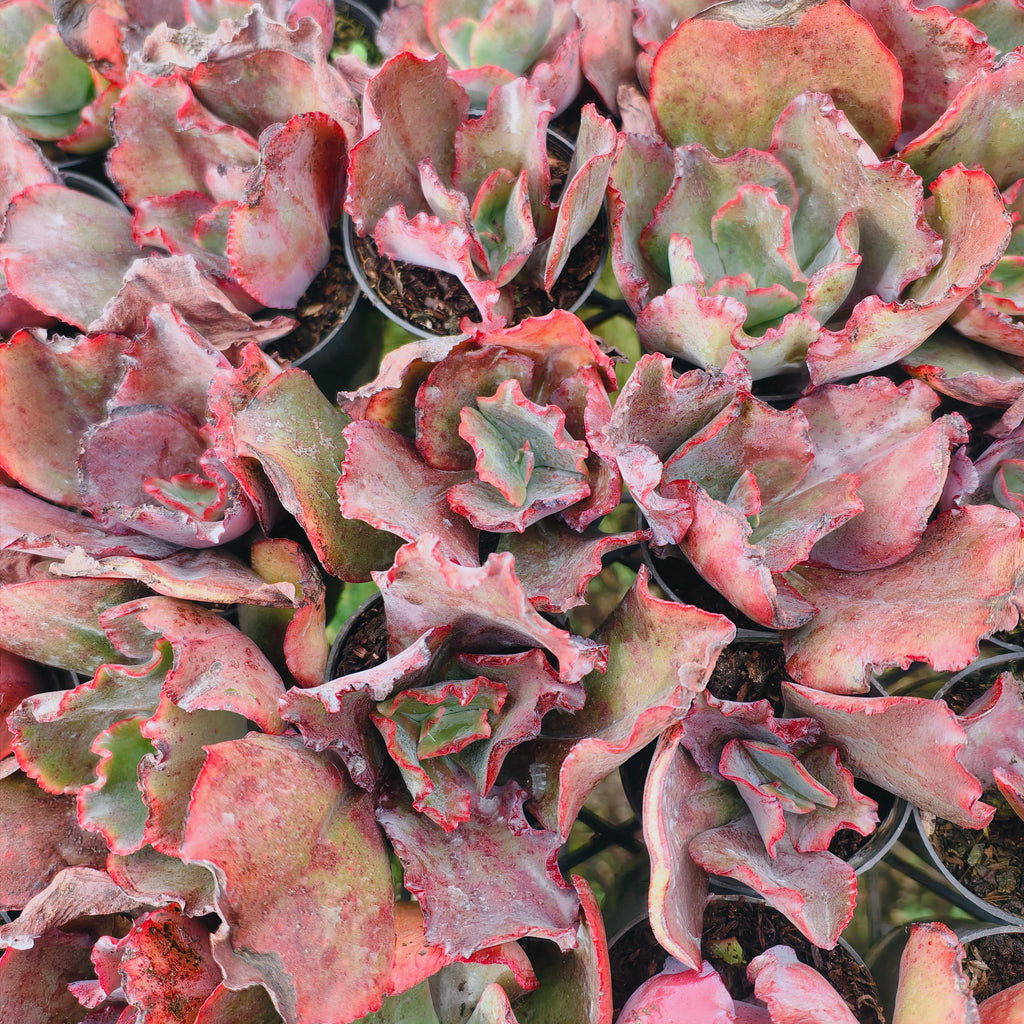 [PACK of 10 PLANTS] x Echeveria 'Zorro'