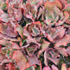 [PACK of 10 PLANTS] x Echeveria 'Zorro'