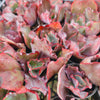 [PACK of 10 PLANTS] x Echeveria 'Zorro'
