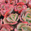[PACK of 10 PLANTS] x Echeveria 'Tutti Frutti'