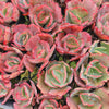 [PACK of 10 PLANTS] x Echeveria 'Tutti Frutti'