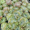 [PACK of 10 PLANTS] x Echeveria 'Hyalina's choice' (w/pup)
