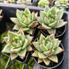 [PACK of 10 PLANTS] x Echeveria agavoides 'Corderoyi'