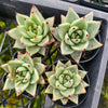 [PACK of 10 PLANTS] x Echeveria agavoides 'Corderoyi'