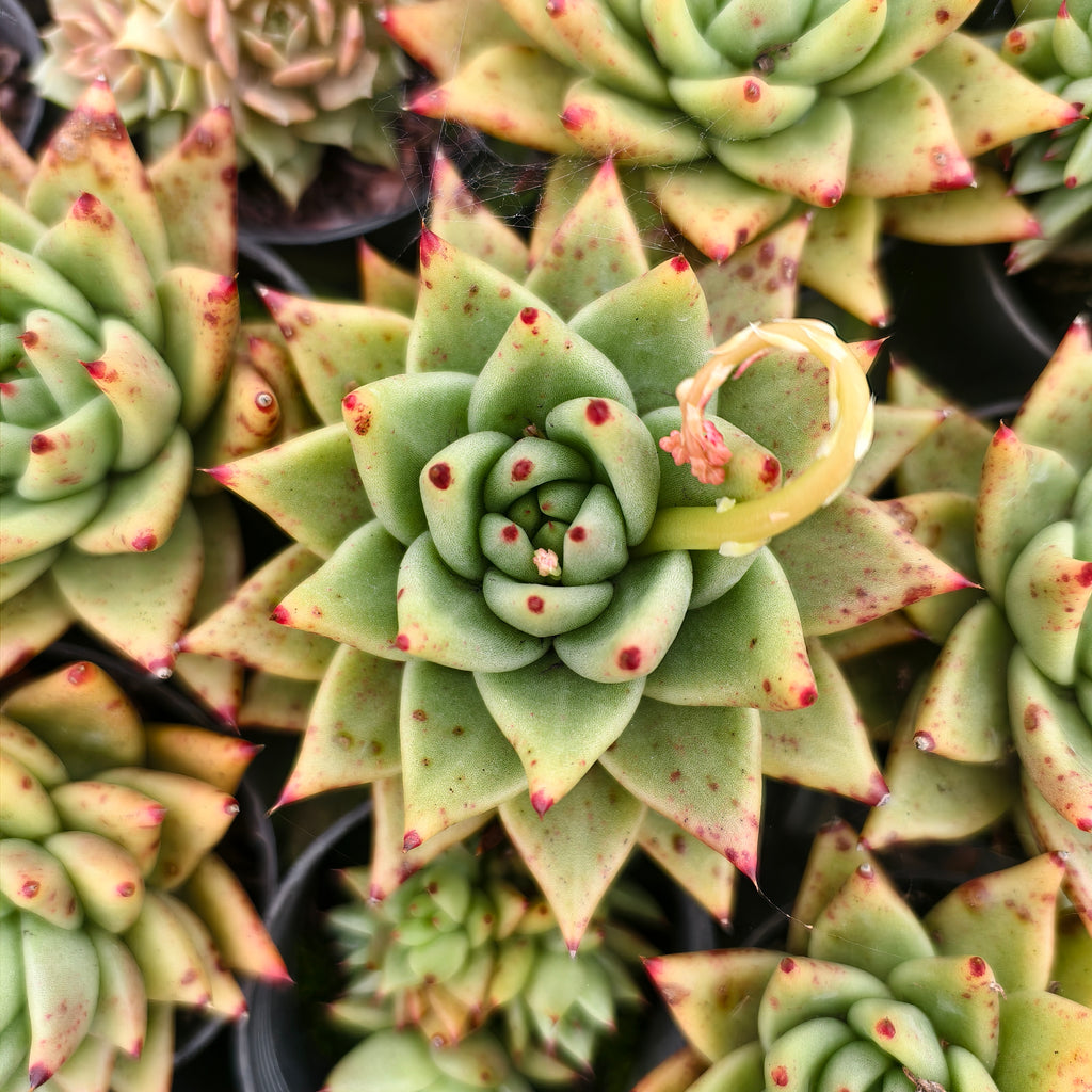 [PACK of 10 PLANTS] x Echeveria agavoides 'Corderoyi'