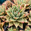 [PACK of 10 PLANTS] x Echeveria agavoides 'Corderoyi'