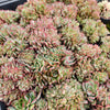 [PACK of 10 PLANTS] x Echeveria 'Moon Gadnis' CREST