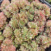 [PACK of 10 PLANTS] x Echeveria 'Moon Gadnis' CREST