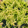 [PACK of 10 PLANTS] x Sedum greggi