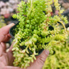 [PACK of 10 PLANTS] x Sedum greggi
