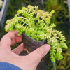 [PACK of 10 PLANTS] x Sedum greggi