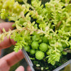[PACK of 10 PLANTS] x Sedum greggi