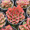 [PACK of 10 PLANTS] x Echeveria 'Noble Red'