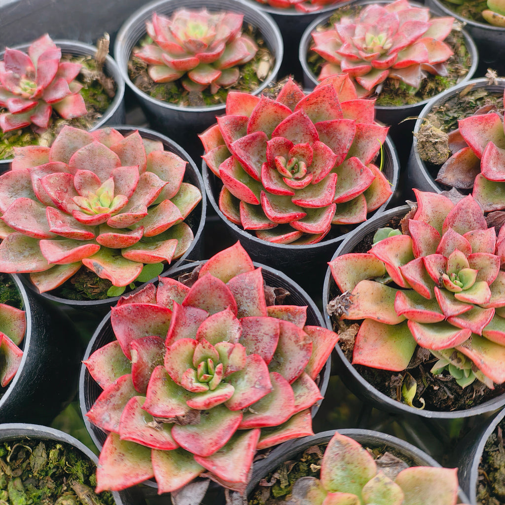 [PACK of 10 PLANTS] x Echeveria 'Noble Red'