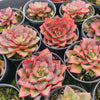 [PACK of 10 PLANTS] x Echeveria 'Noble Red'