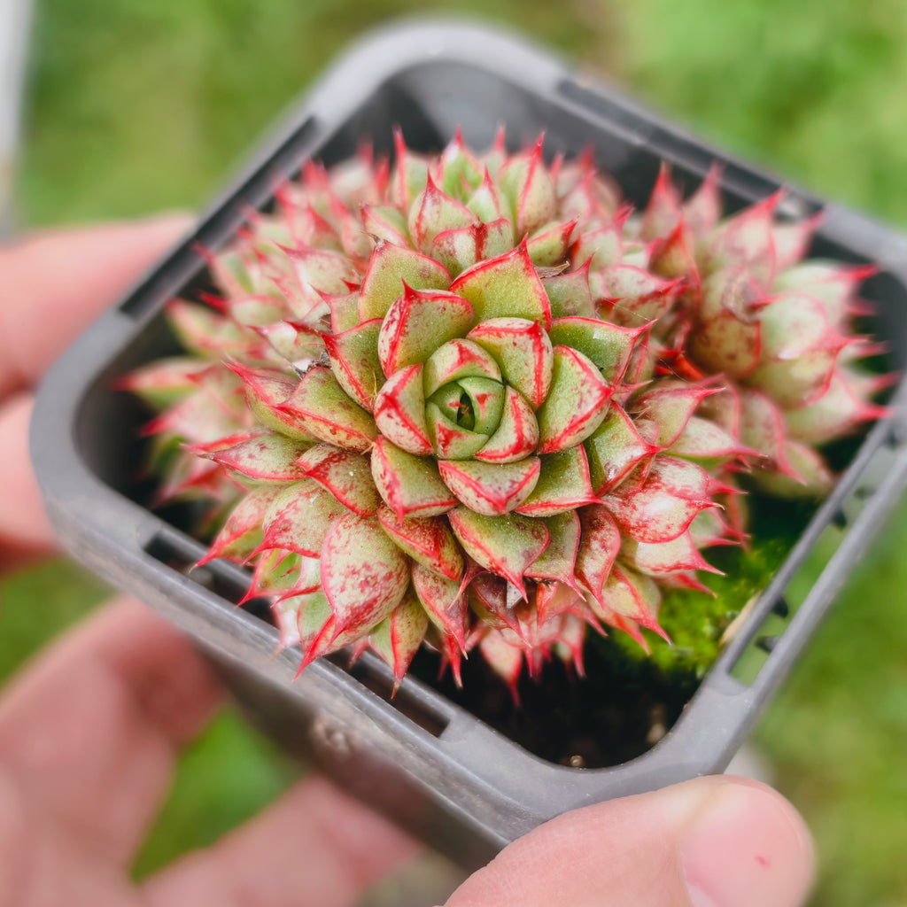 [PACK of 10 PLANTS] x Echeveria purpusorum 'Shamrock' (w/pup)