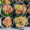 [PACK of 10 PLANTS] x Echeveria purpusorum 'Shamrock' (w/pup)
