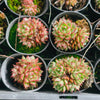 [PACK of 10 PLANTS] x Echeveria purpusorum 'Shamrock' (w/pup)
