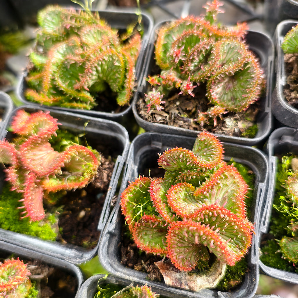 [PACK of 10 PLANTS] x Euphorbia flanaganii f. cristata  (The Brain)