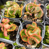 [PACK of 10 PLANTS] x Euphorbia flanaganii f. cristata  (The Brain)