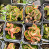 [PACK of 10 PLANTS] x Euphorbia flanaganii f. cristata  (The Brain)