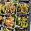 [PACK of 10 PLANTS] x Euphorbia flanaganii f. cristata  (The Brain)