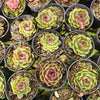 [PACK of 10 PLANTS] x  Echeveria 'Super Black'