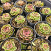[PACK of 10 PLANTS] x  Echeveria 'Super Black'