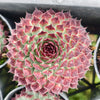 [PACK of 10 PLANTS] x  Sempervivum calcareum 'Extra' (XS)