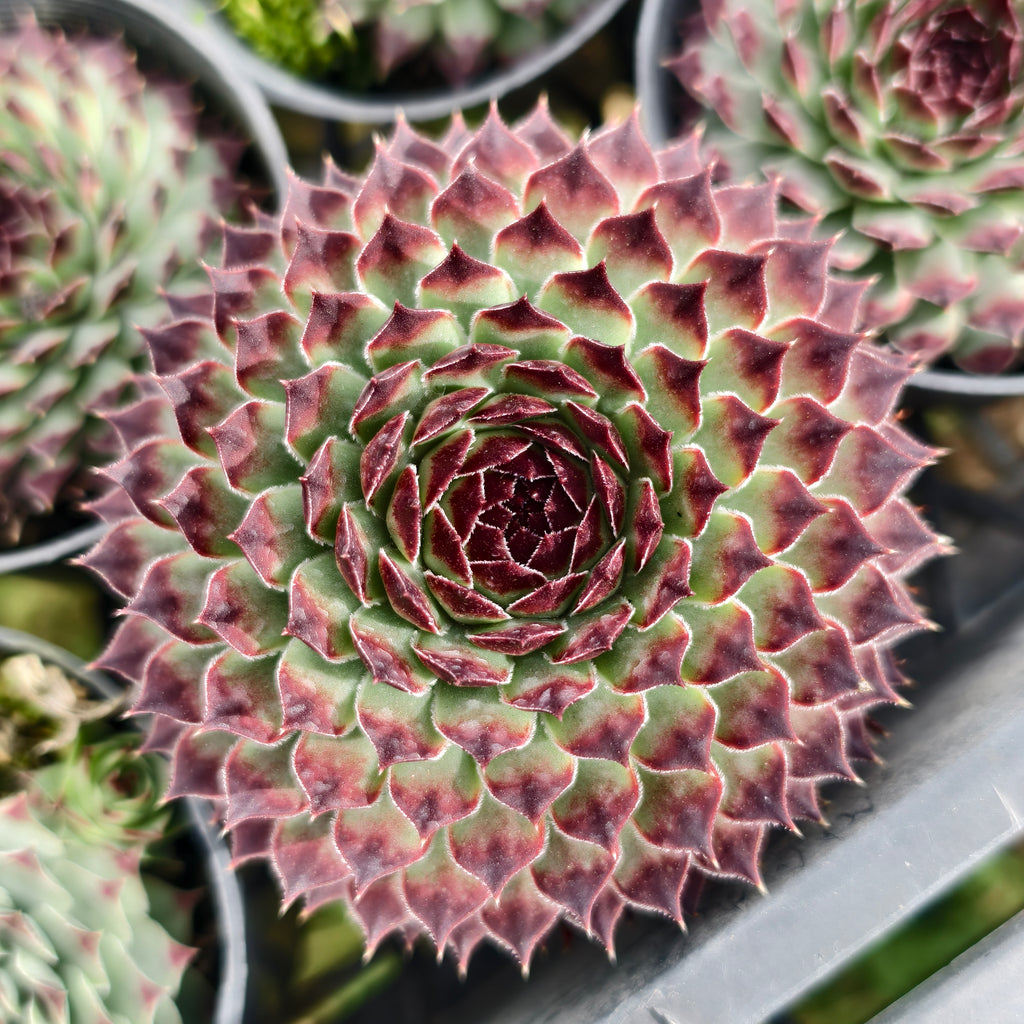 [PACK of 10 PLANTS] x  Sempervivum calcareum 'Extra' (XS)
