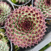 [PACK of 10 PLANTS] x  Sempervivum calcareum 'Extra' (XS)