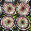 [PACK of 10 PLANTS] x  Sempervivum calcareum 'Extra' (XS)