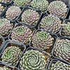 [PACK of 10 PLANTS] x Sempervivum 'Ashes of Roses'