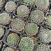 [PACK of 10 PLANTS] x Sempervivum 'Ashes of Roses'