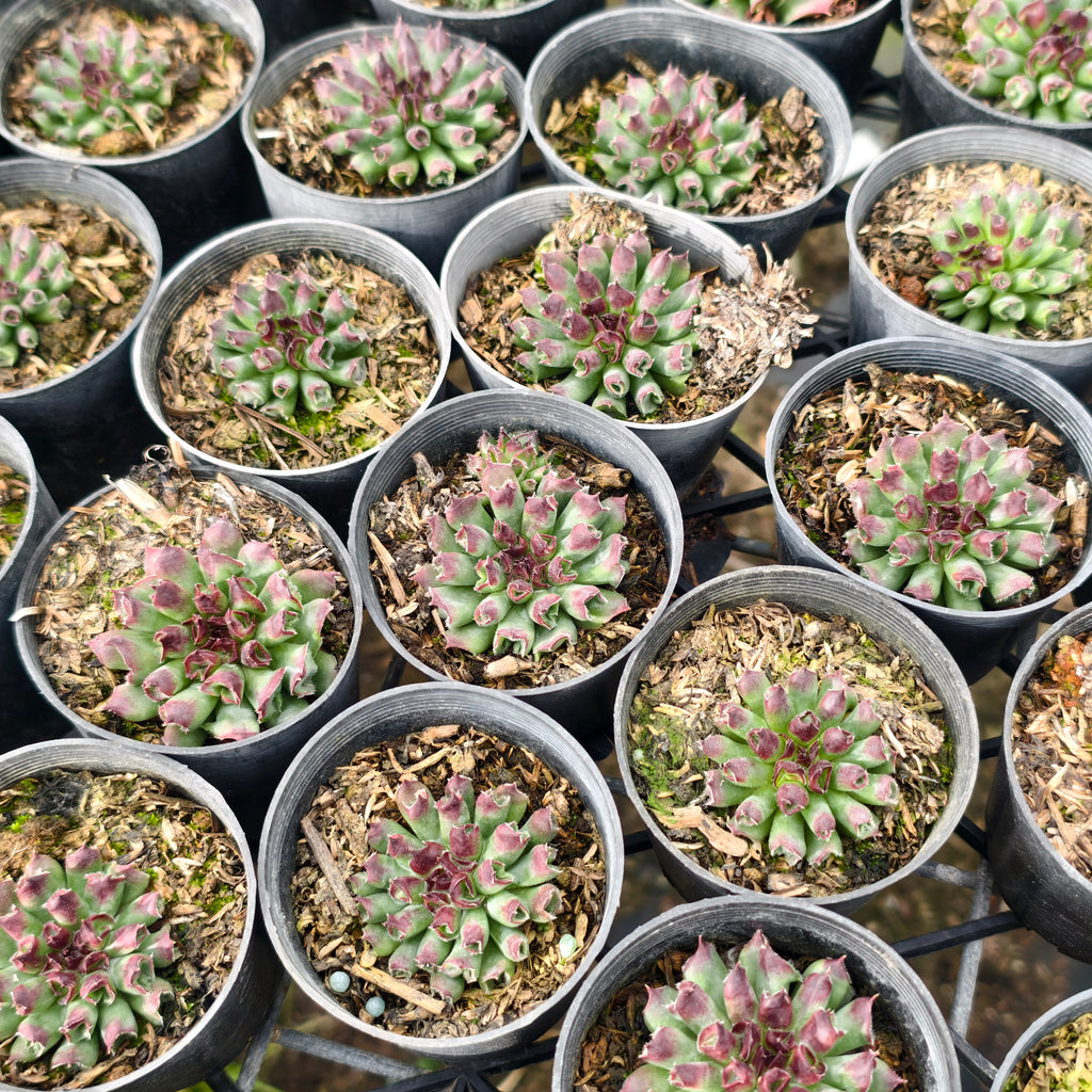 [PACK of 10 PLANTS] x Sempervivum 'Oddity'