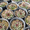 [PACK of 10 PLANTS] x Sempervivum 'Oddity'